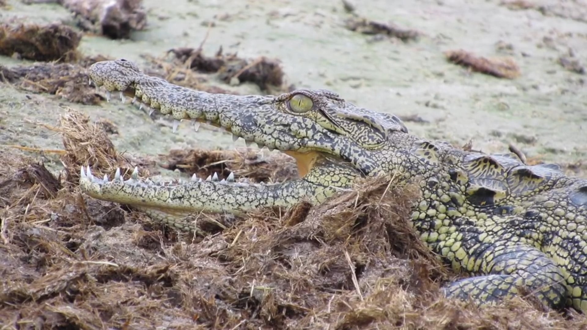 Chobe River