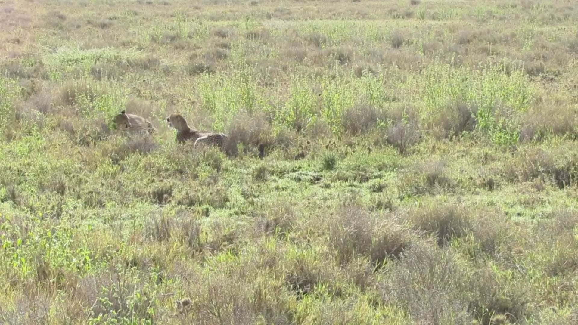 Cheetah Fight