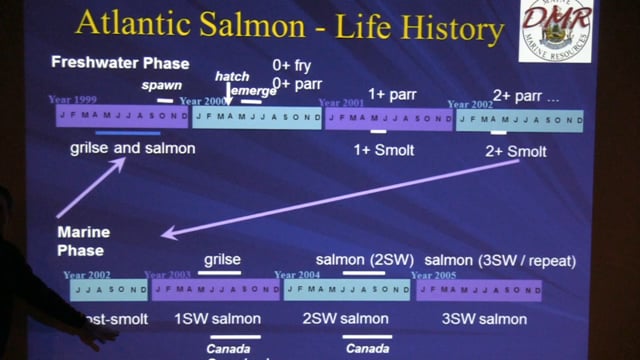Atlantic Salmon Restoration