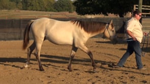 2015 MAFES Horse Sale