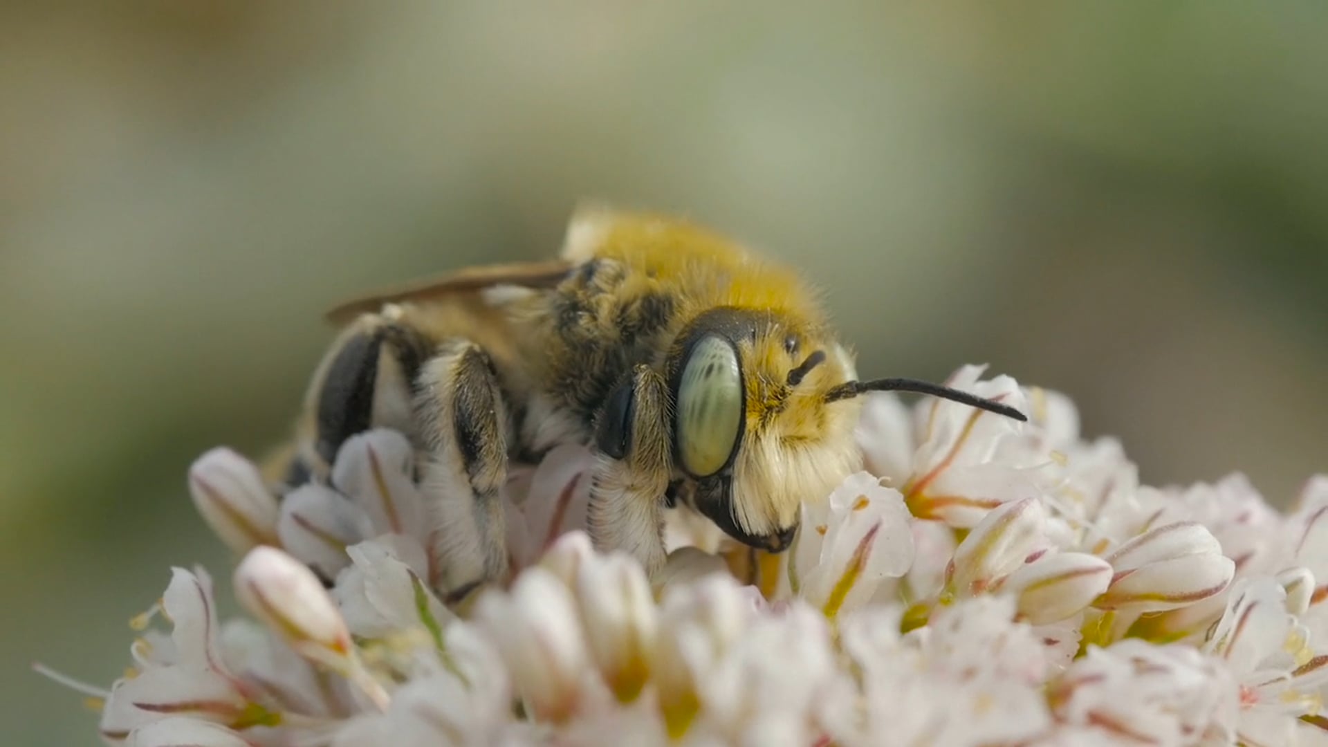 Bees
