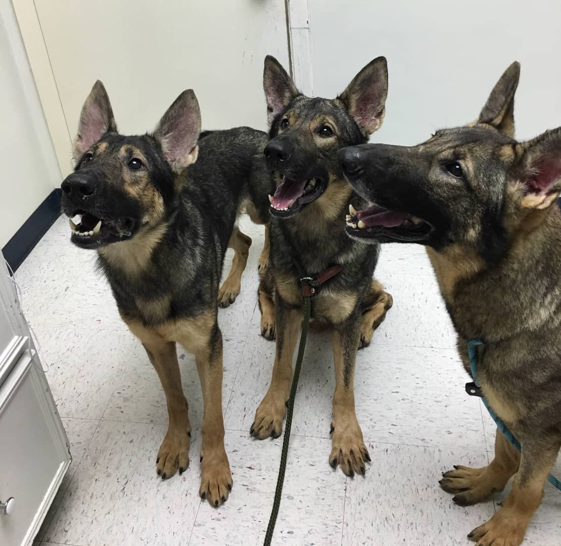 Mission K9 Rescue War Dogs Faces of Hope on Vimeo