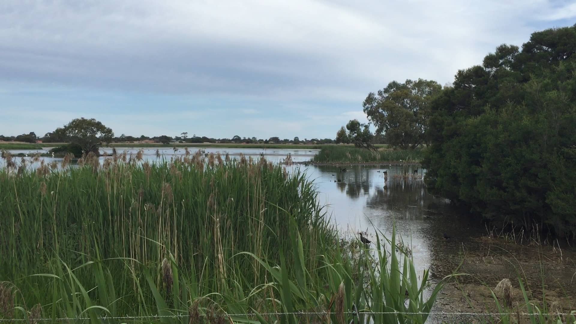 Nov2015 | Edithvale Wetlands on Vimeo