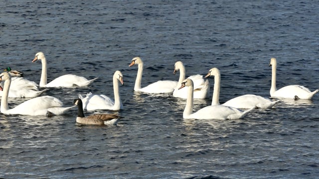 Swans, Ducks, Water, White, Bird, Nature
