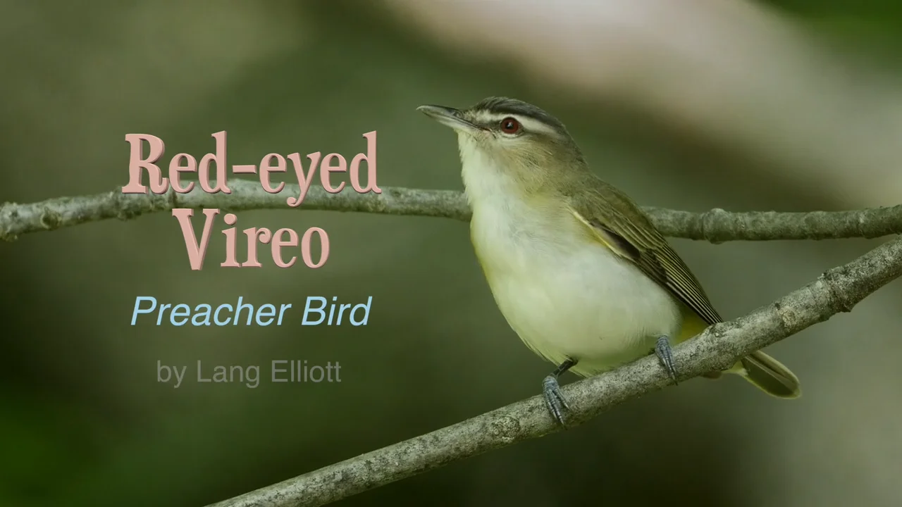 How to Pronounce virelai on Vimeo