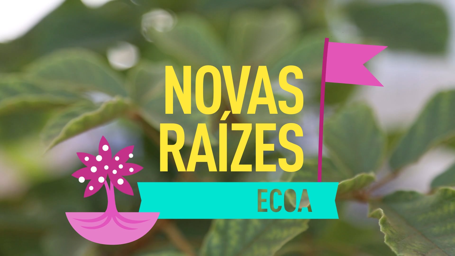 ECOA: Novas Raízes (Juruti, PA)