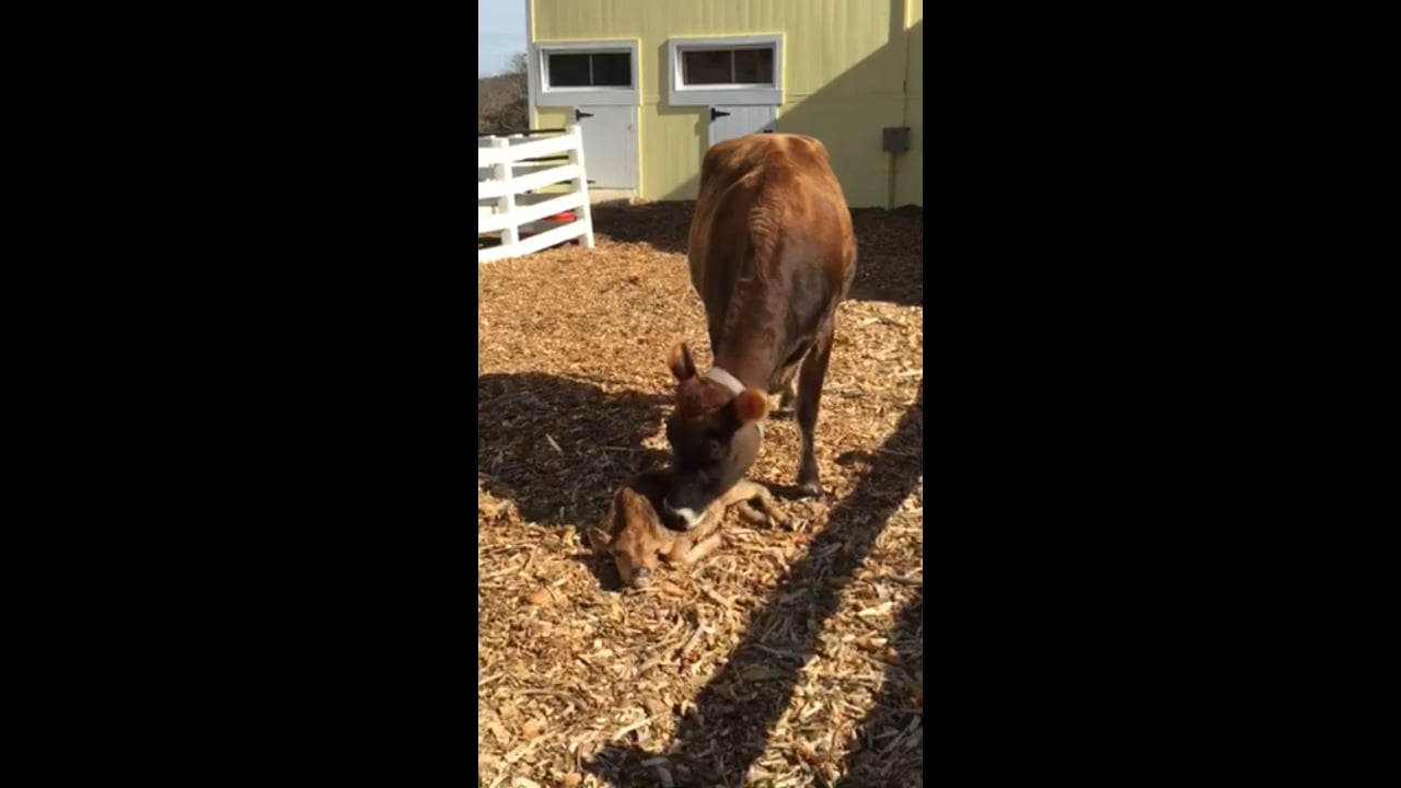 A New Jersey Calf in the Barnyard!