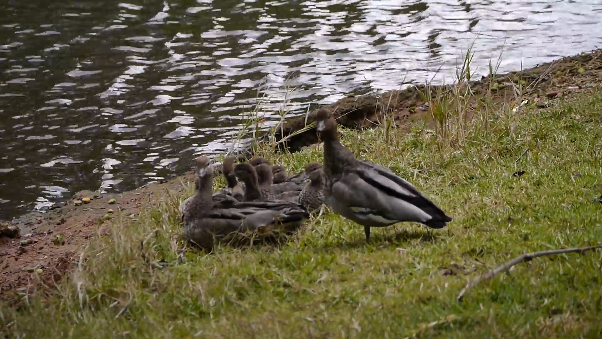 Ducks family on the shores of Lake on Vimeo