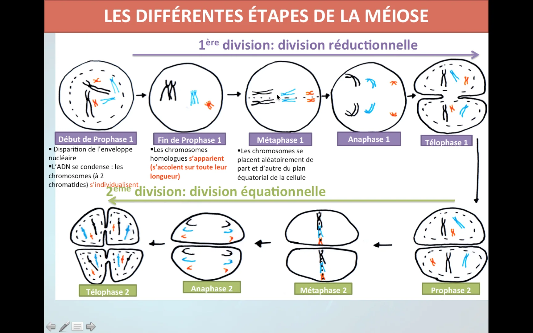 chromosomes en méiose