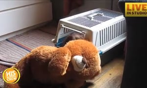 Dog Tries to Get Big Stuffed Animal Into Tiny Cage