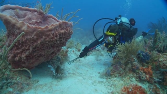 Biscayne National Park Lionfish