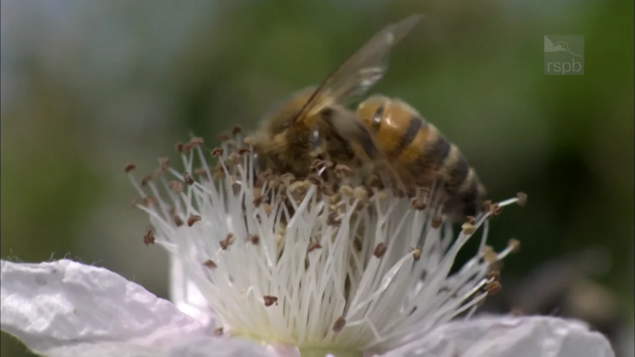 Honey bee on Vimeo