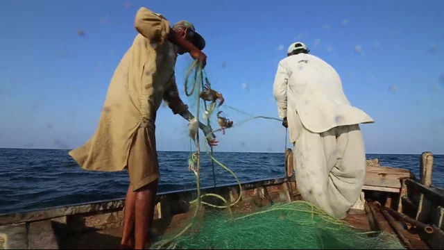 Overnight billionaire! Karachi fisherman nets fortune with rare medicinal  fish - The Economic Times
