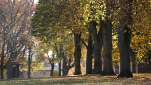 A Quick Look at Campus in Fall