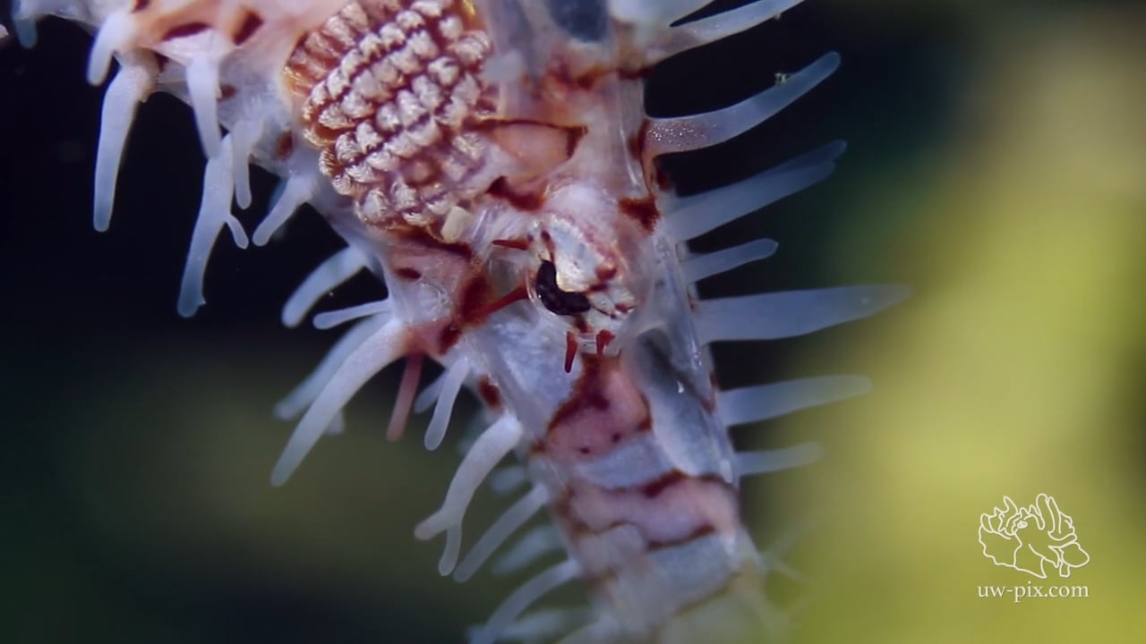 Critters of the Lembeh Strait | Episode 20 - 2015 | The Good, The Bad and The Ugly - Part 2