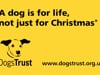 Dogs Trust Xmas Campaign.