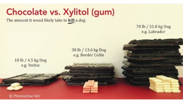 Xylitol toxicity in dogs - a \