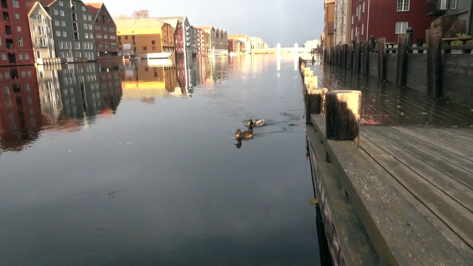 2015_11_14_Duck on Vimeo