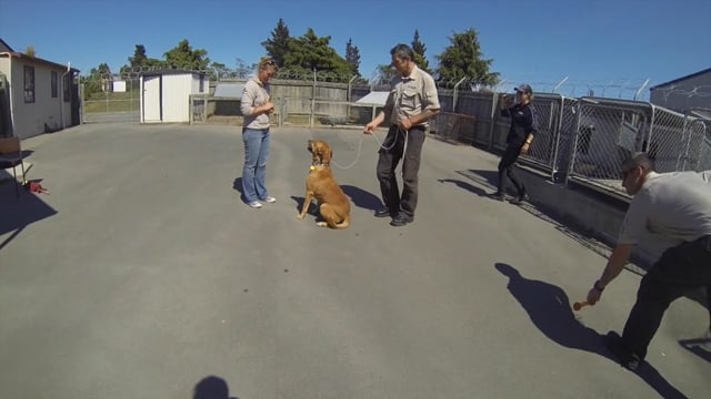 Dog Behaviour Assessment