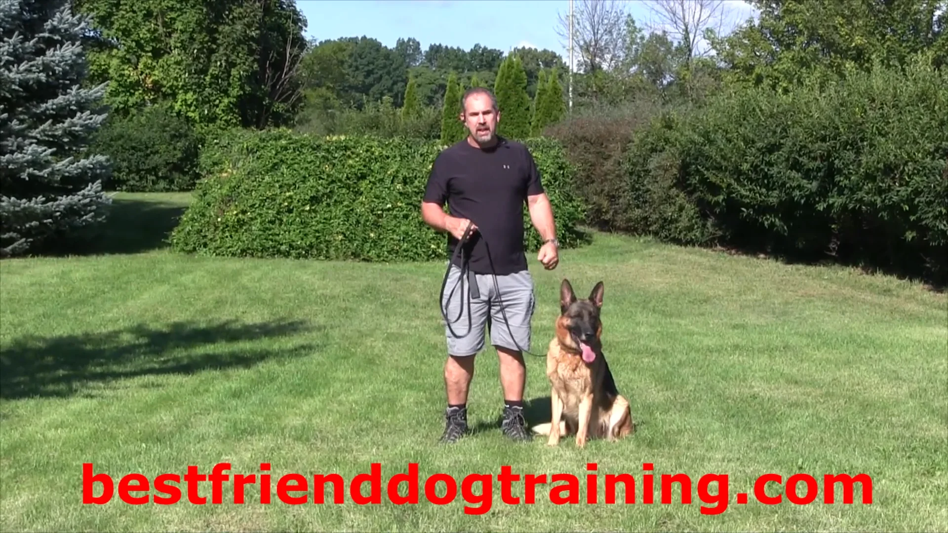 Man's best friend dog best sale training prices