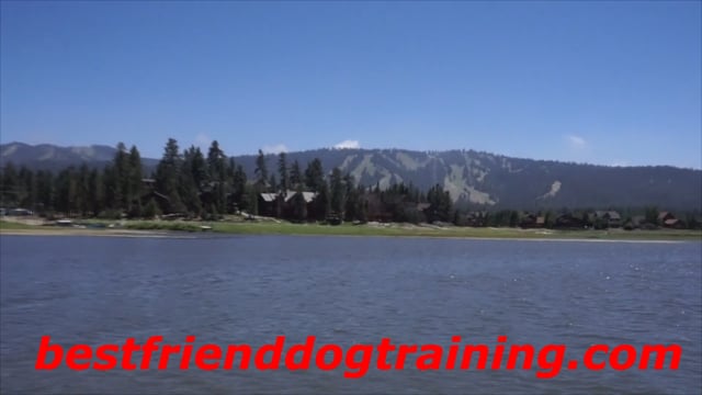 Emma: Trained German Shepherd to Big Bear CA