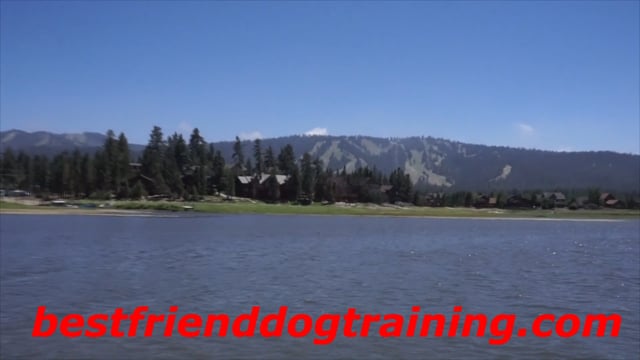 Emma: Trained German Shepherd to Big Bear CA