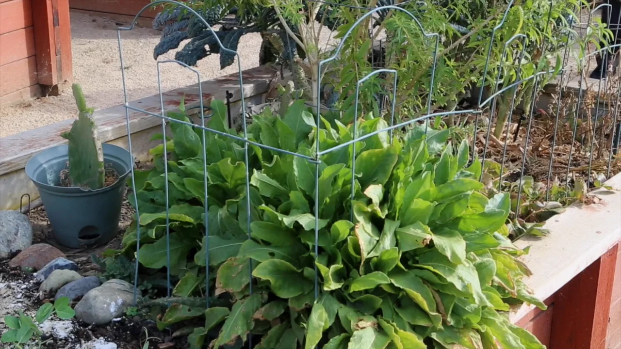 New Harmony Mutual Housing Community Short on Vimeo