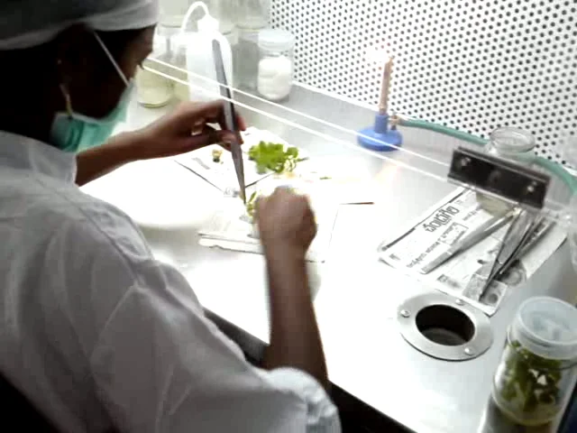 Inoculation of Explant on Vimeo