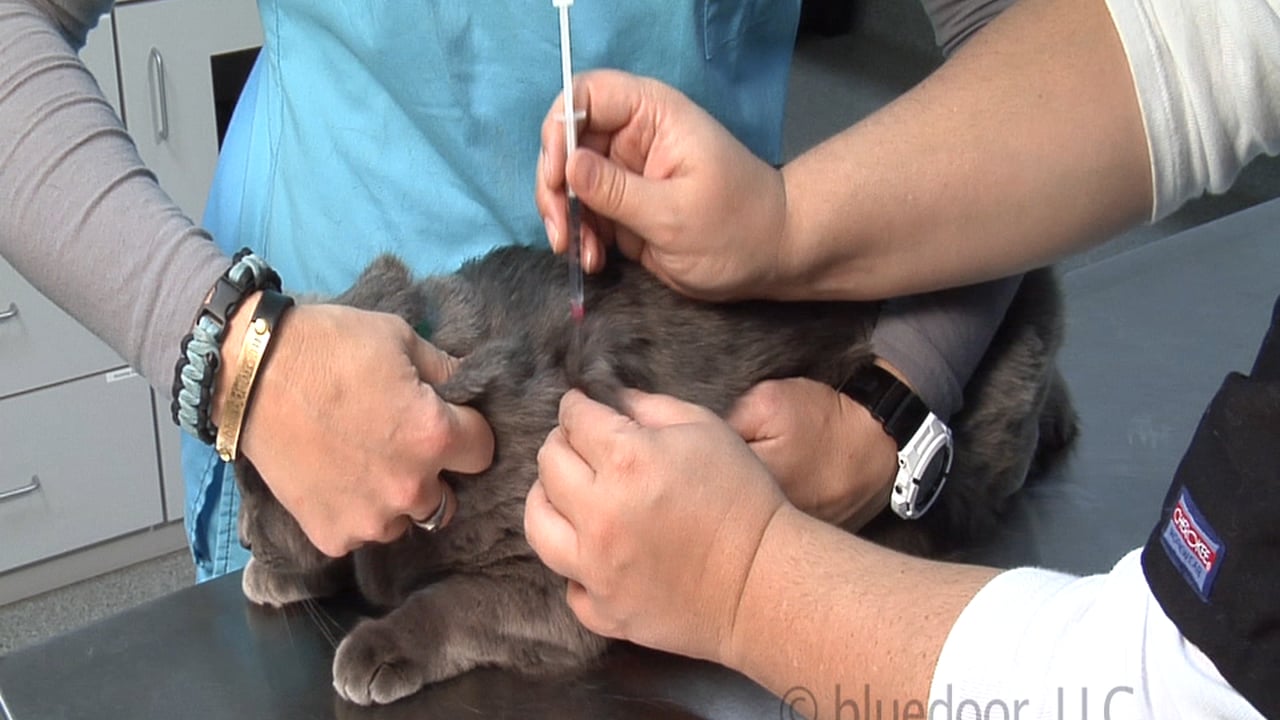 Feline Subcutaneous Injection on Vimeo