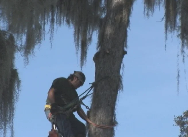 Tree trimming safety