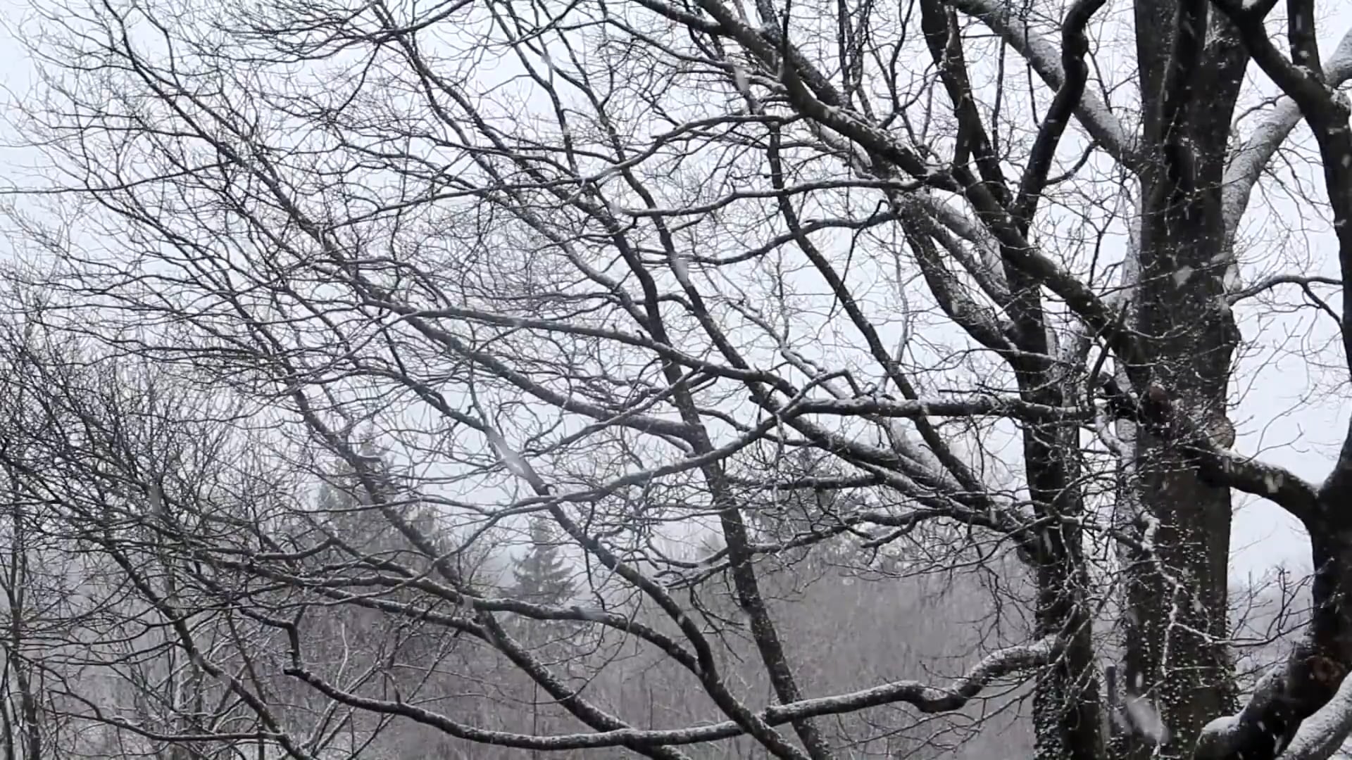 Behind the trees. Деревья осенью в Москве