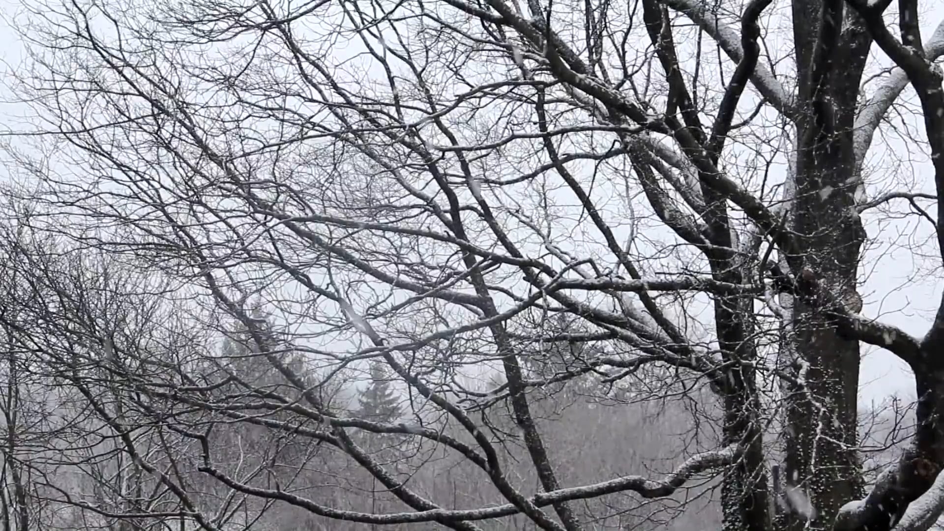 Behind the trees. Деревья осенью в Москве.