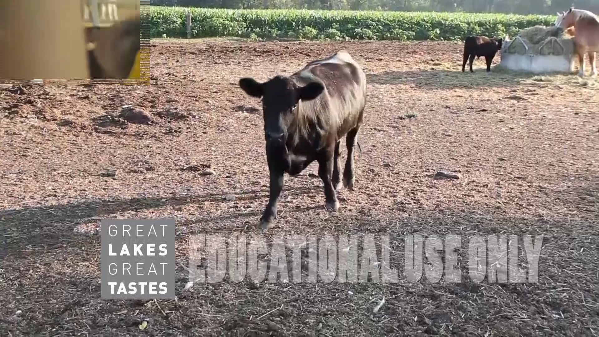 Cut Calder Farms on Vimeo