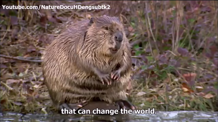 SUPER BEAVER/The Documentary of SUPER B… Leave It To Beavers documentary