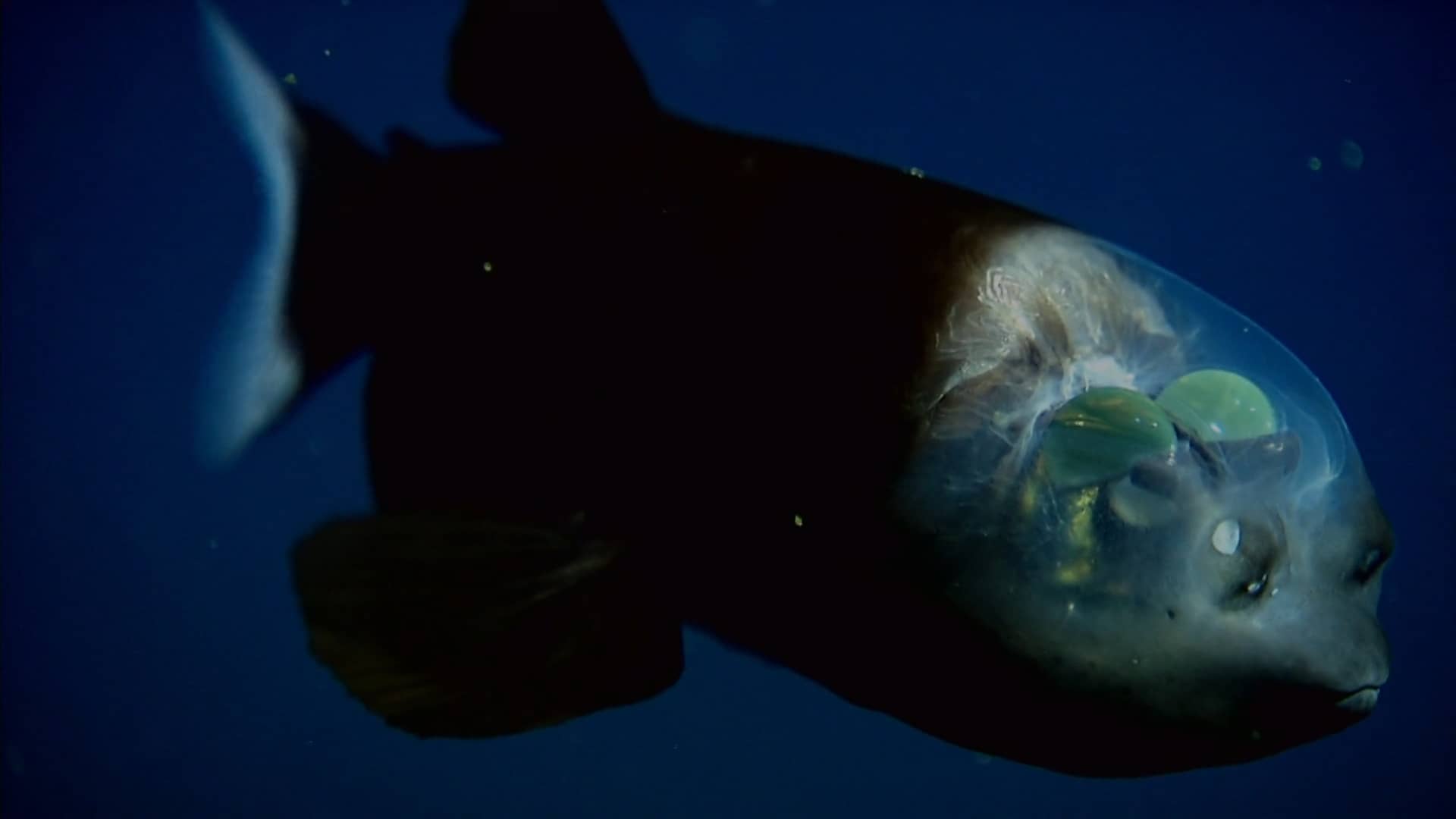 Dark Side Of The Ocean on Vimeo