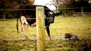 The dark side of the NZ Dairy Industry