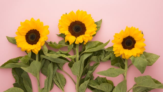 Liz Earle - Customer Success Story