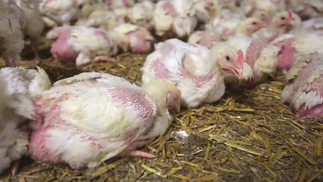 Ihr erster Tag: Küken in der Mast – Animal Equality Recherche