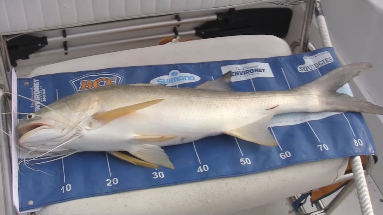 Fishing KING THREADFIN SALMON on Vimeo