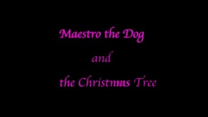 Maestro the dog and the Christmas tree - Video