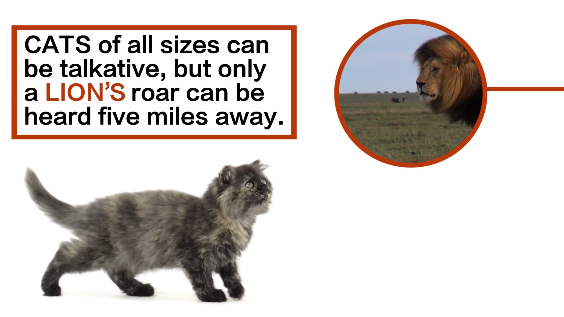 Big Cat Little Cat