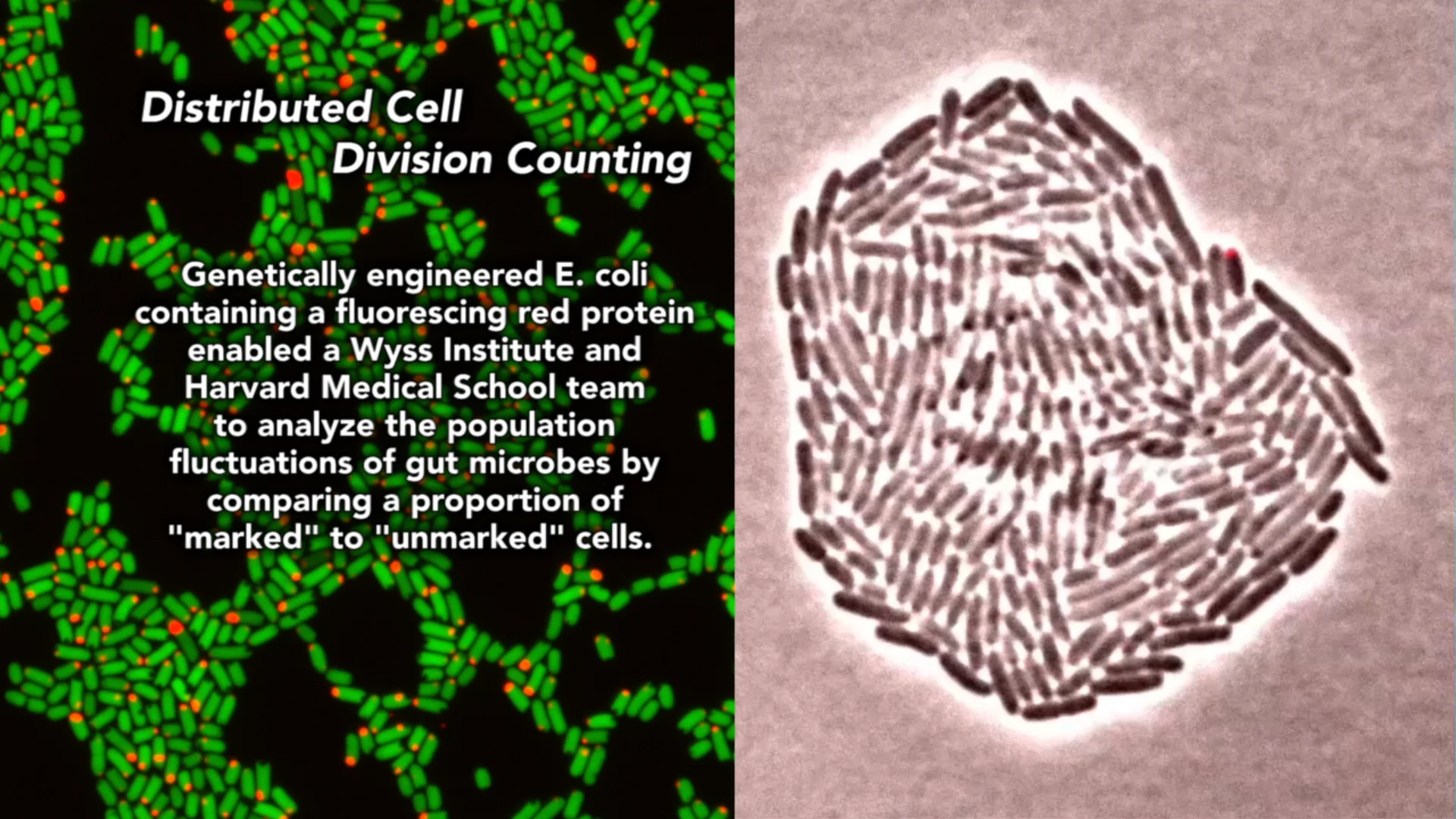 【超貴重プロモ盤】 BACTERIA / LOST Evidence of 1-Billion-Year-Old 'Lost World' of Microbes Discovered