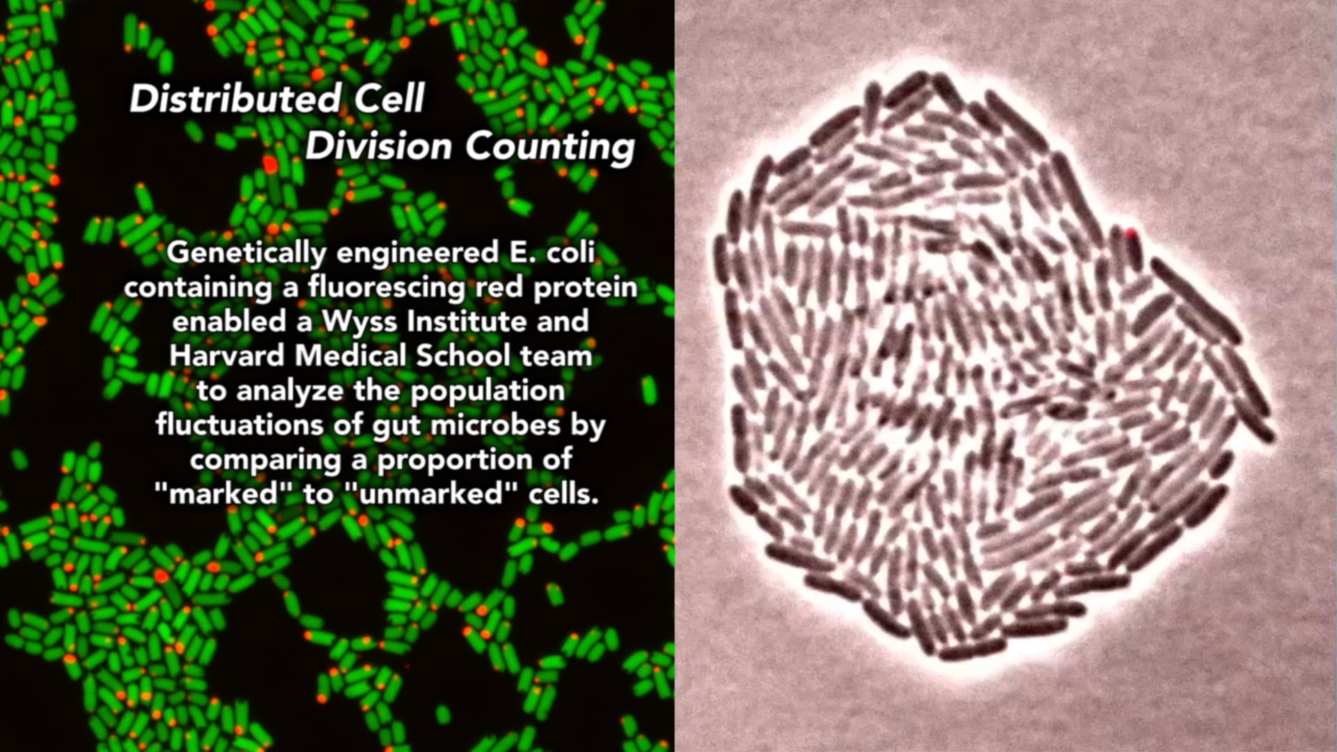 Distributed Cell Division Counter