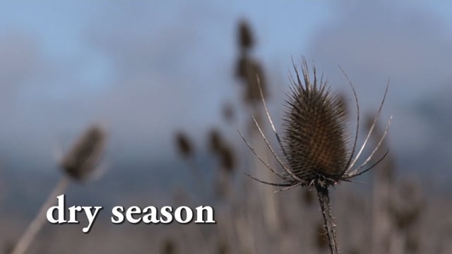 Dry Season
