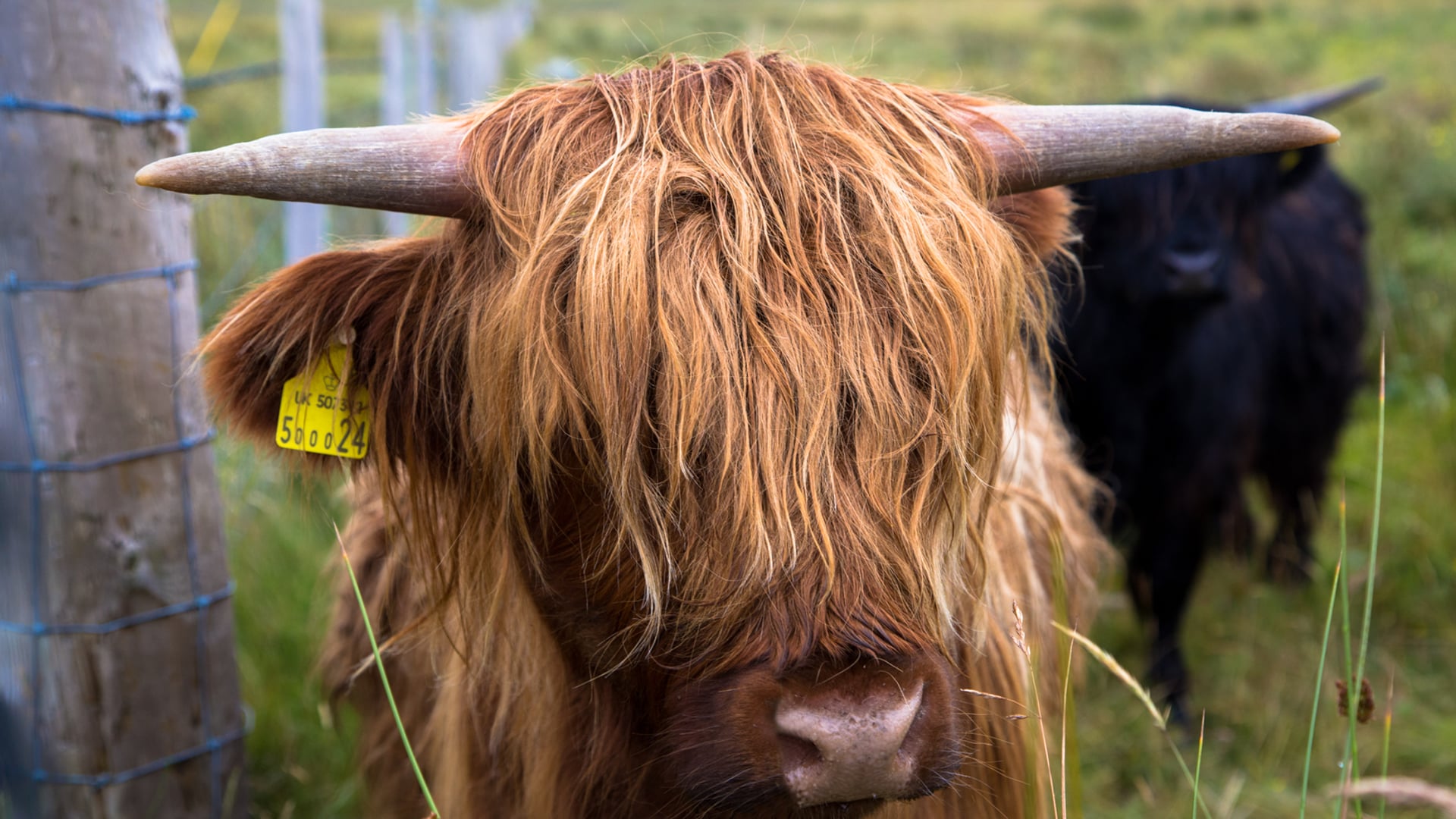 A Walk Around Scotland