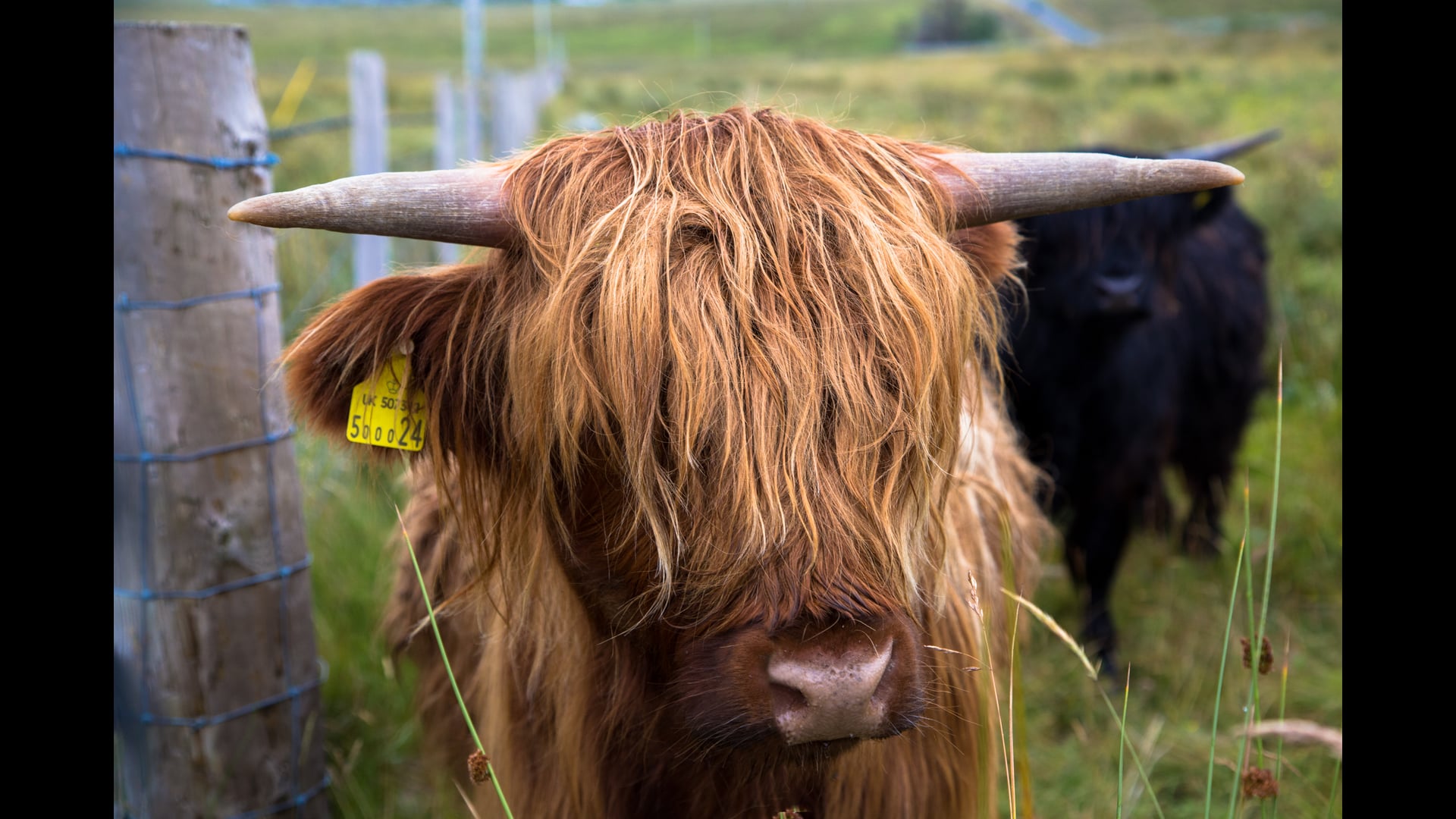 A Walk Around Scotland