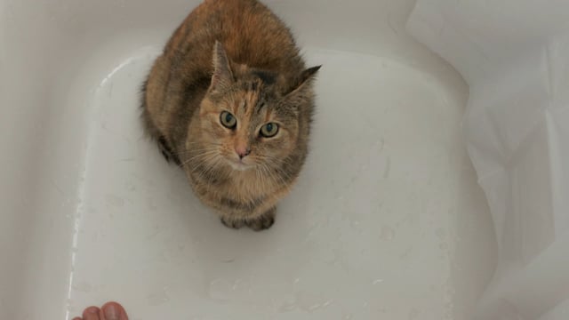 Related Embedded Video Item Thumbnail