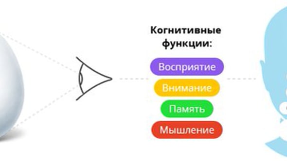 Когнитивные функции. Некогнитивные функции. Когнитивные функции человека. Когнитивные функции мозга.