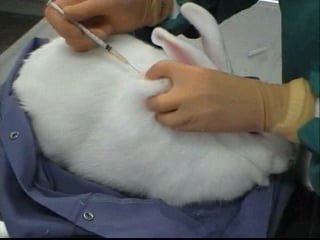 Subcutaneous injection in the rabbit on Vimeo