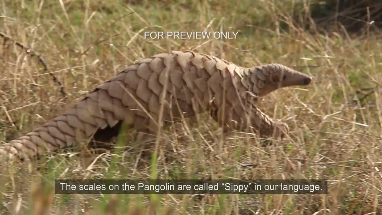 Pakistan Fights To Save The Adorable And Endangered Pangolin Ozy A Modern Media Company